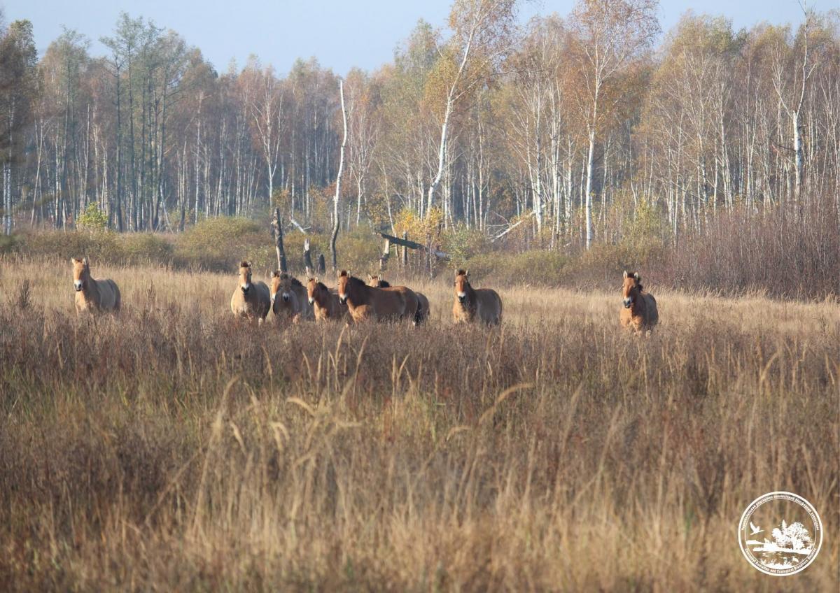 Біля Чорнобиля помітили табун рідкісних коней (фото)