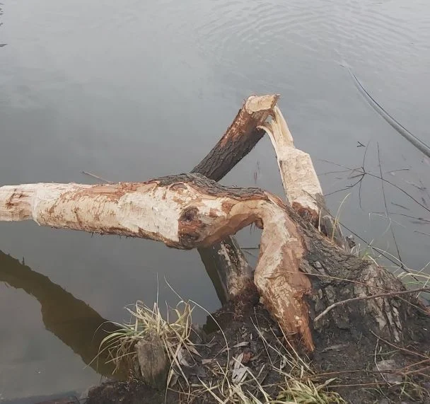 Бобри будують греблі й утримують воду